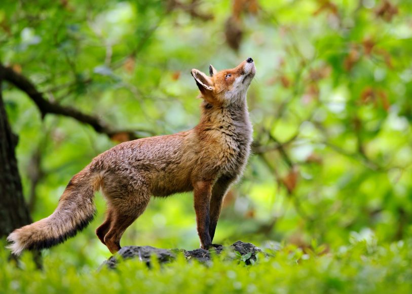 descrizione immagine